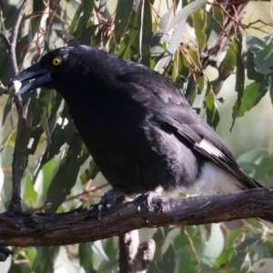 Strepera graculina at Bonython, ACT - 29 Jun 2023 01:55 PM