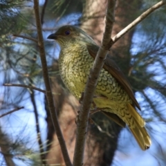 Ptilonorhynchus violaceus (Satin Bowerbird) at Bonython, ACT - 29 Jun 2023 by RodDeb