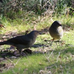 Ptilonorhynchus violaceus at Bonython, ACT - 29 Jun 2023