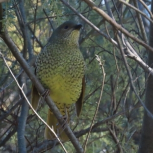 Ptilonorhynchus violaceus at Bonython, ACT - 29 Jun 2023