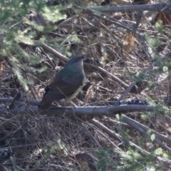 Ptilonorhynchus violaceus at Bonython, ACT - 29 Jun 2023