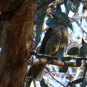 Ptilonorhynchus violaceus at Bonython, ACT - 29 Jun 2023