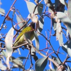 Nesoptilotis leucotis (White-eared Honeyeater) at Bonython, ACT - 29 Jun 2023 by RodDeb