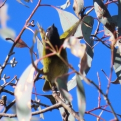 Nesoptilotis leucotis at Bonython, ACT - 29 Jun 2023 12:59 PM