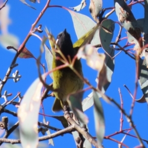 Nesoptilotis leucotis at Bonython, ACT - 29 Jun 2023 12:59 PM