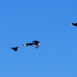 Corcorax melanorhamphos at Bonython, ACT - 29 Jun 2023