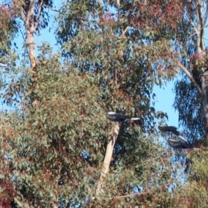 Corcorax melanorhamphos at Bonython, ACT - 29 Jun 2023 01:02 PM