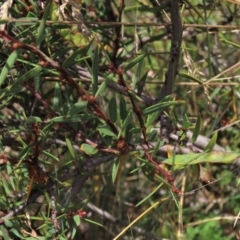 Acacia siculiformis (Dagger Wattle) at Dry Plain, NSW - 15 Jan 2022 by AndyRoo