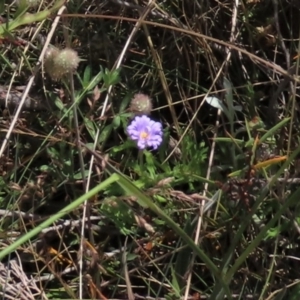 Calotis glandulosa at Dry Plain, NSW - 15 Jan 2022