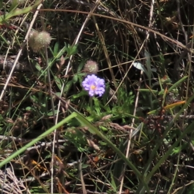 Calotis glandulosa (Mauve Burr-daisy) at Top Hut TSR - 15 Jan 2022 by AndyRoo