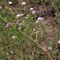 Calotis glandulosa at Dry Plain, NSW - 15 Jan 2022