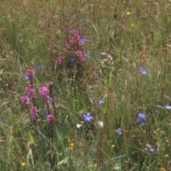 Stylidium graminifolium at Dry Plain, NSW - 15 Jan 2022