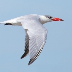 Hydroprogne caspia (Caspian Tern) at Wellington Point, QLD - 29 Jun 2023 by TimL