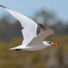 Hydroprogne caspia at Wellington Point, QLD - 29 Jun 2023