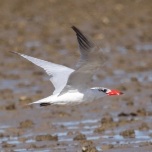 Hydroprogne caspia at Wellington Point, QLD - 29 Jun 2023