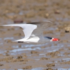 Hydroprogne caspia at Wellington Point, QLD - 29 Jun 2023 11:05 AM
