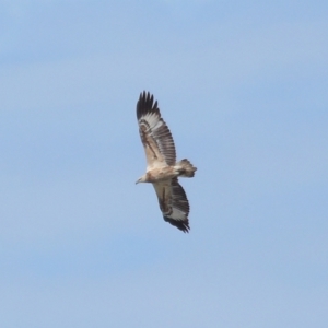 Haliaeetus leucogaster at Wellington Point, QLD - 29 Jun 2023 12:46 PM