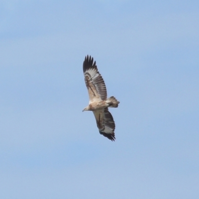 Haliaeetus leucogaster (White-bellied Sea-Eagle) at Wellington Point, QLD - 29 Jun 2023 by TimL