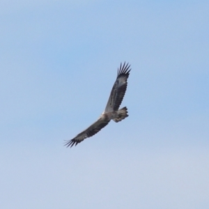 Haliaeetus leucogaster at Wellington Point, QLD - 29 Jun 2023 12:46 PM