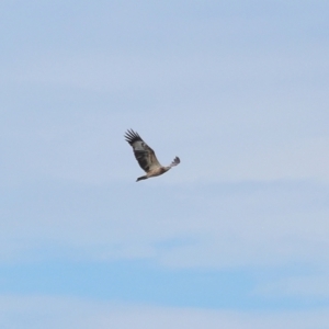 Haliaeetus leucogaster at Wellington Point, QLD - 29 Jun 2023 12:46 PM