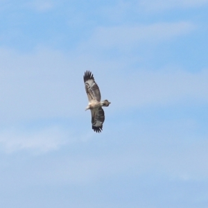 Haliaeetus leucogaster at Wellington Point, QLD - 29 Jun 2023 12:46 PM