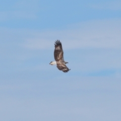 Haliaeetus leucogaster at Wellington Point, QLD - 29 Jun 2023 12:46 PM