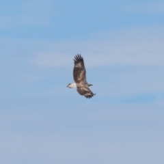 Haliaeetus leucogaster at Wellington Point, QLD - 29 Jun 2023