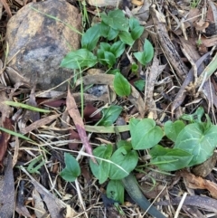 Arum italicum (Italian Arum) at Mount Majura - 27 Jun 2023 by waltraud