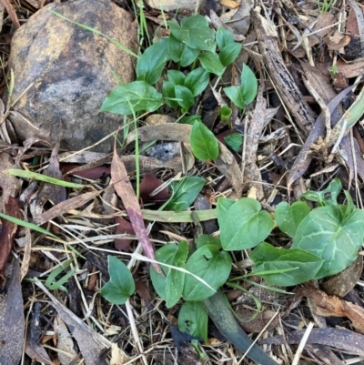 Arum italicum (Italian Arum) at Mount Majura - 27 Jun 2023 by waltraud