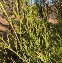 Callitris endlicheri (Black Cypress Pine) at Hackett, ACT - 25 Jun 2023 by waltraud