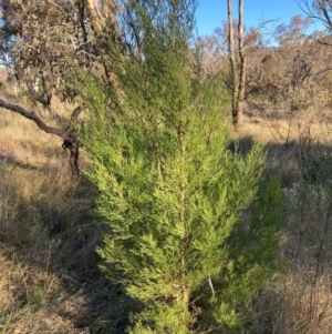 Callitris endlicheri at Hackett, ACT - 25 Jun 2023 03:32 PM