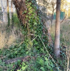 Hedera helix (Ivy) at Mount Majura - 29 Jun 2023 by waltraud