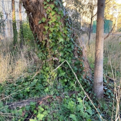 Hedera helix (Ivy) at Hackett, ACT - 29 Jun 2023 by waltraud