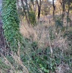 Hedera sp. (helix or hibernica) at Mount Majura - 29 Jun 2023