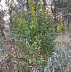 Ligustrum lucidum at Hackett, ACT - 29 Jun 2023