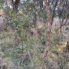 Pyracantha sp. (Firethorn) at Mount Majura - 29 Jun 2023 by waltraud