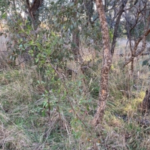 Pyracantha sp. at Hackett, ACT - 29 Jun 2023