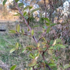 Pyracantha sp. at Hackett, ACT - 29 Jun 2023 04:02 PM