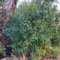 Ligustrum lucidum (Large-leaved Privet) at Mount Majura - 29 Jun 2023 by waltraud