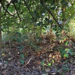 Ligustrum lucidum at Hackett, ACT - 29 Jun 2023