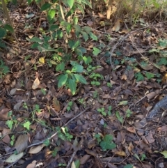 Ligustrum lucidum at Hackett, ACT - 29 Jun 2023 04:05 PM