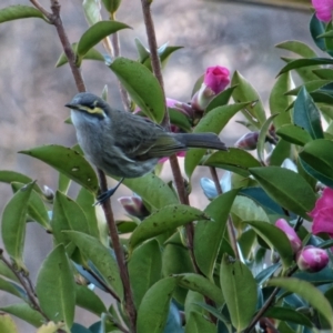 Caligavis chrysops at Downer, ACT - 30 Jun 2023