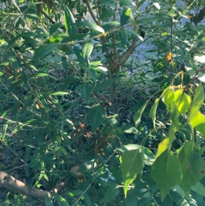 Olea europaea subsp. cuspidata (African Olive) at Hackett, ACT - 29 Jun 2023 by waltraud