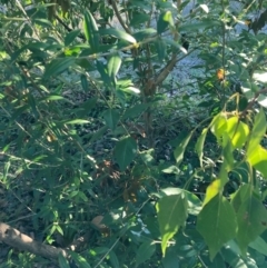 Olea europaea subsp. cuspidata (African Olive) at Hackett, ACT - 29 Jun 2023 by waltraud