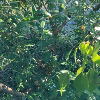 Olea europaea subsp. cuspidata (African Olive) at Mount Majura - 29 Jun 2023 by waltraud