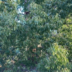 Brachychiton populneus subsp. populneus at Hackett, ACT - 29 Jun 2023 04:05 PM