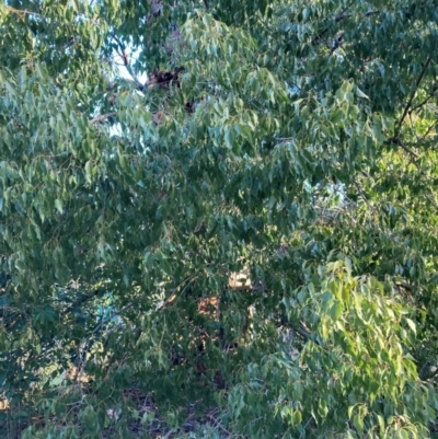 Brachychiton populneus subsp. populneus (Kurrajong) at Hackett, ACT - 29 Jun 2023 by waltraud