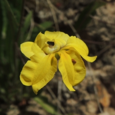 Goodenia hederacea (Ivy Goodenia) at Bowning, NSW - 11 Dec 2022 by MichaelBedingfield