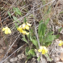 Goodenia hederacea at Bowning, NSW - 11 Dec 2022