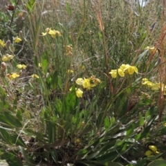 Goodenia hederacea at Bowning, NSW - 11 Dec 2022